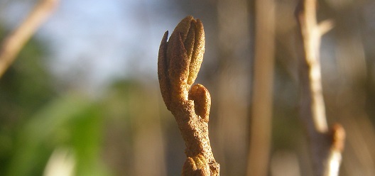 Of Bare Roots, Buds and&nbsp;Buckthorn